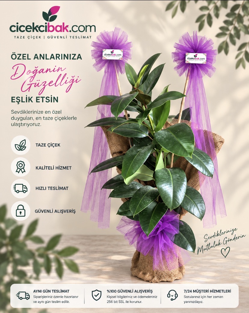 Saksı Kauçuk Bitkisi