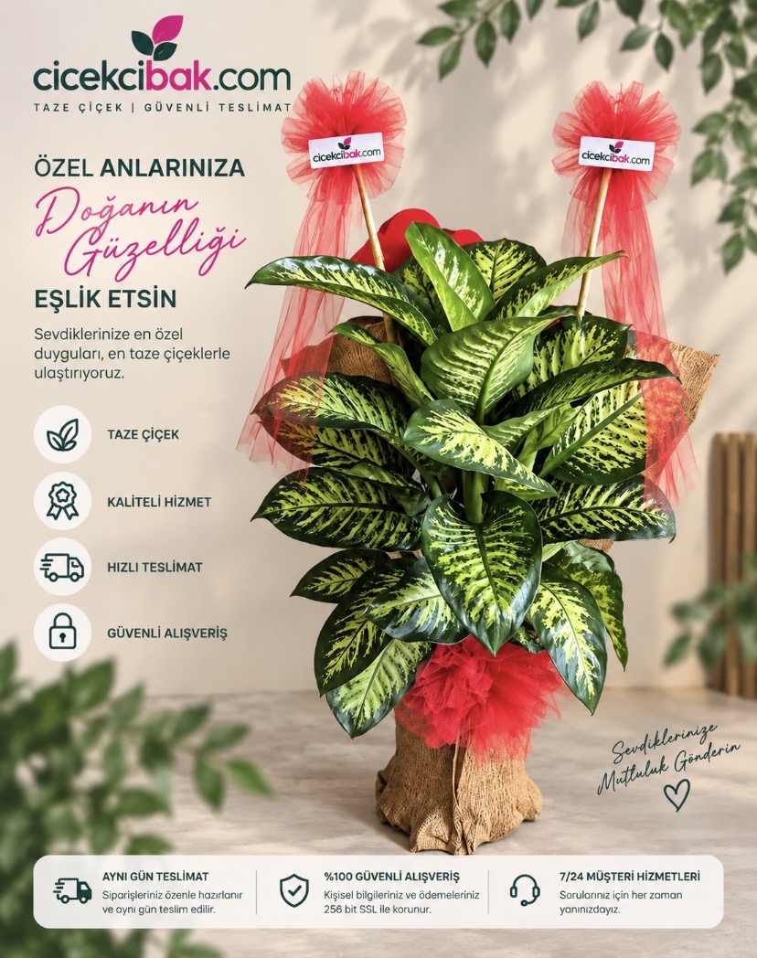 Saksı Diefbahya Bitkisi
