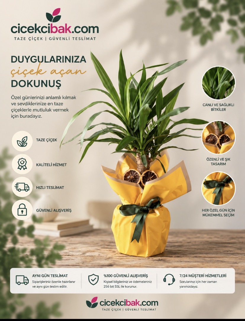 Mini Saksı Yucca Bitkisi